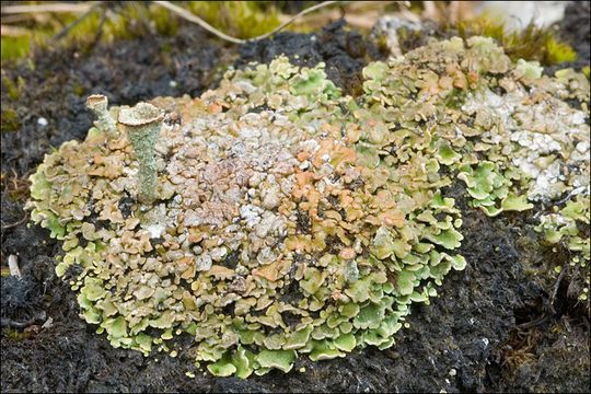 Image of Rosette Pixie-cup Lichen