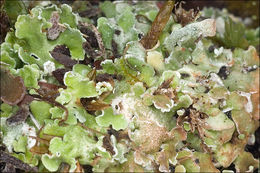 Imagem de <i>Cladonia pocillum</i>