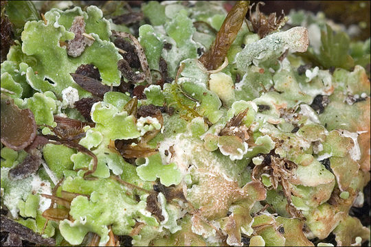 Image of Rosette Pixie-cup Lichen