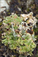 Imagem de <i>Cladonia pocillum</i>