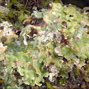 Image of Rosette Pixie-cup Lichen