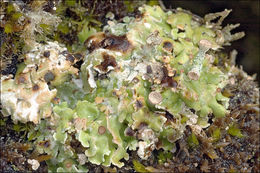 Imagem de <i>Cladonia pocillum</i>