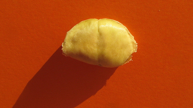 صورة Adenocalymma coriaceum A. DC.