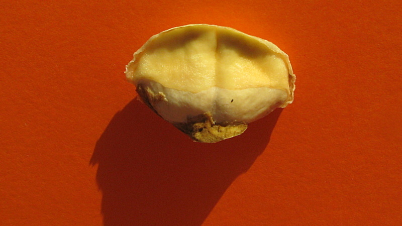 Image of Adenocalymma coriaceum A. DC.