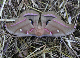 Antheraea polyphemus (Cramer (1775))的圖片