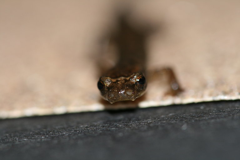 Image of Longnose Bromeliad Salamander