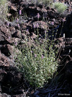 Imagem de Agastache parvifolia Eastw.