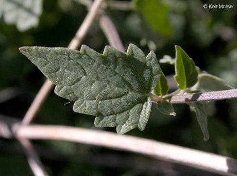 Imagem de Agastache parvifolia Eastw.