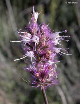 Imagem de Agastache parvifolia Eastw.