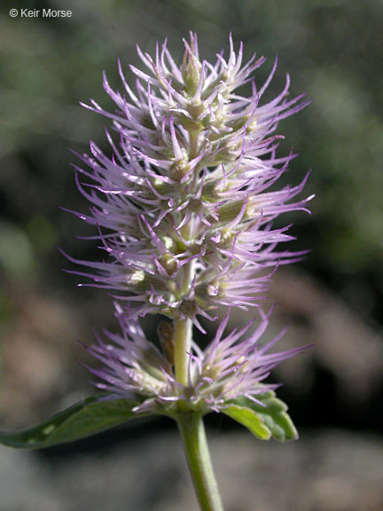 Imagem de Agastache parvifolia Eastw.