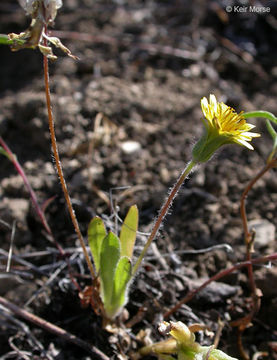 Image de Agoseris heterophylla (Nutt.) Greene