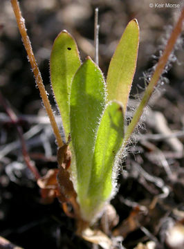 Image de Agoseris heterophylla (Nutt.) Greene