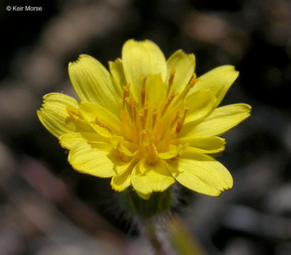 Image de Agoseris heterophylla (Nutt.) Greene