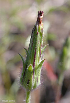 Image de Agoseris heterophylla (Nutt.) Greene