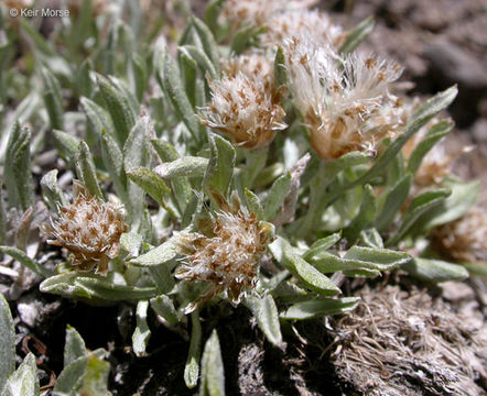 Antennaria dimorpha (Nutt.) Torr. & A. Gray resmi