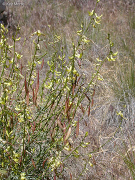 Image of basalt milkvetch