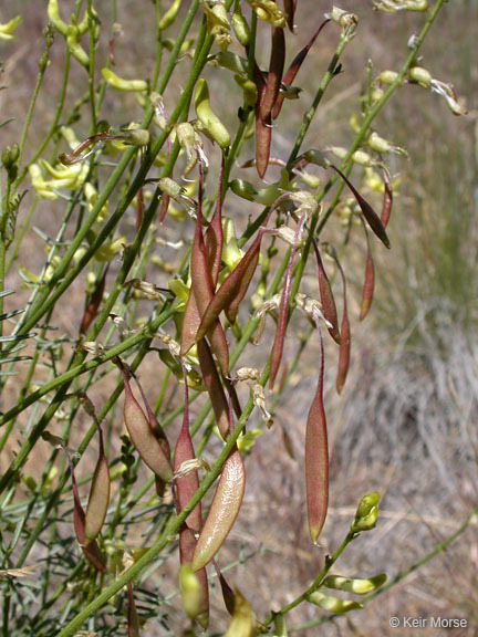 Image of basalt milkvetch