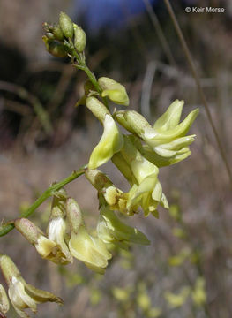 Image de Astragalus filipes Torr. ex A. Gray