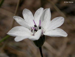 Слика од Blepharipappus scaber Hook.