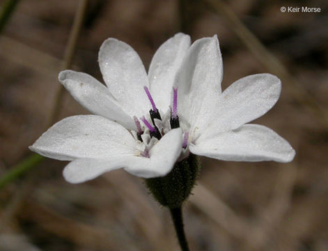 Image de Blepharipappus scaber Hook.