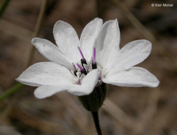 Imagem de Blepharipappus scaber Hook.