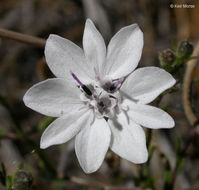 Imagem de Blepharipappus scaber Hook.