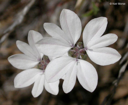 Image de Blepharipappus scaber Hook.