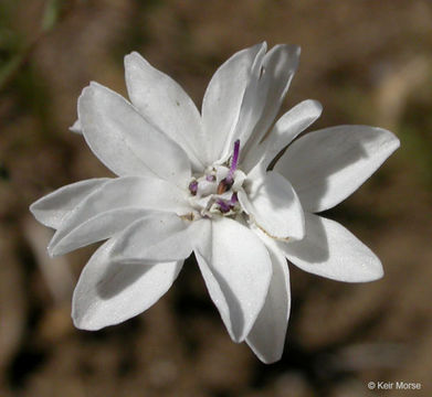 Image de Blepharipappus scaber Hook.