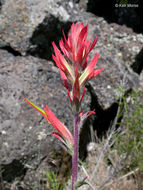 Image of Wyoming Indian paintbrush