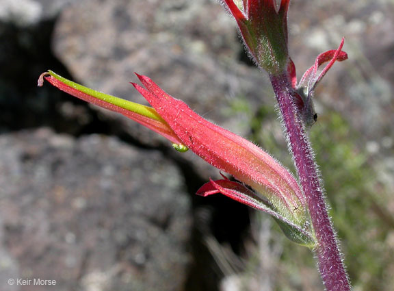 Image of Wyoming Indian paintbrush