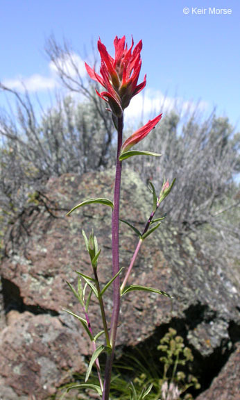 Image of Wyoming Indian paintbrush