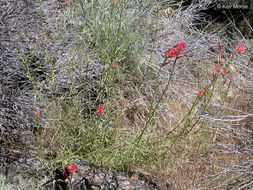 Image of Wyoming Indian paintbrush