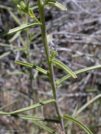 Image of Wyoming Indian paintbrush