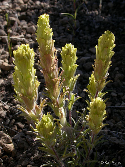 Image of parrothead Indian paintbrush