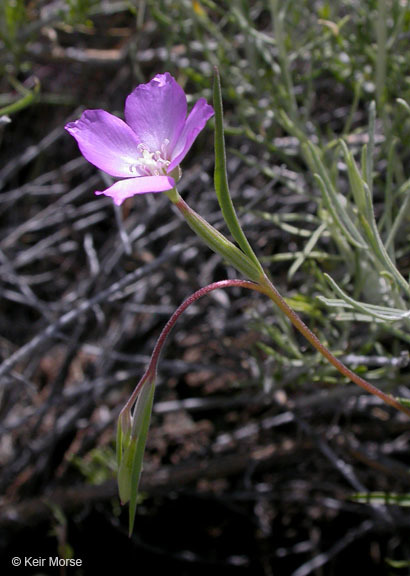 Image of Mt. Lassen clarkia