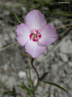 Image of Mt. Lassen clarkia