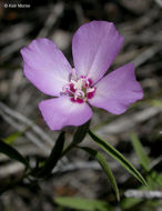 Image of Mt. Lassen clarkia