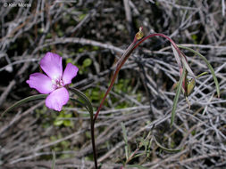 Image of Mt. Lassen clarkia