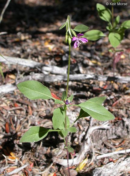 Image of diamond clarkia