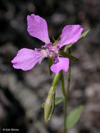 Image of diamond clarkia