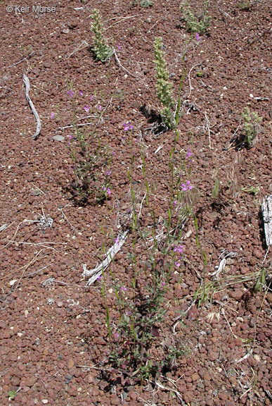 Image of diamond clarkia