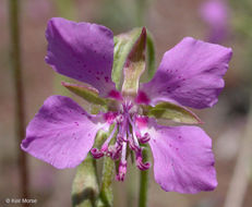 Image of diamond clarkia