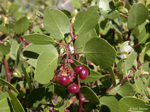 Image of greenleaf manzanita