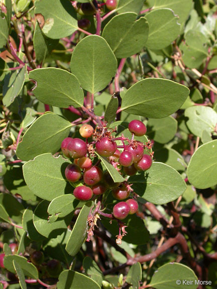 Imagem de Arctostaphylos patula Greene