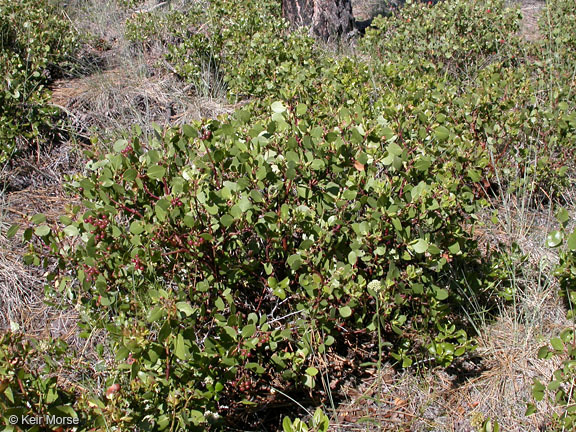 Imagem de Arctostaphylos patula Greene