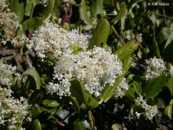 Ceanothus velutinus Dougl. resmi