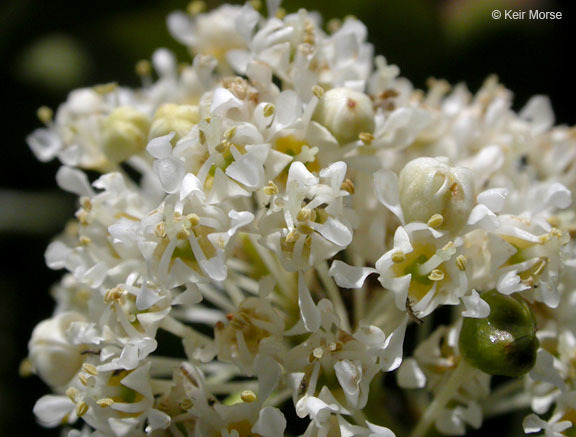 Ceanothus velutinus Dougl. resmi