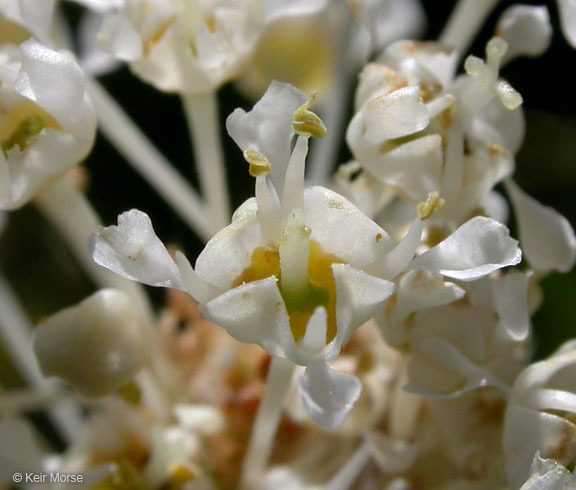 Ceanothus velutinus Dougl. resmi