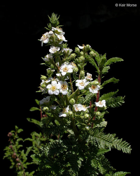 Chamaebatiaria millefolium (Torr.) Maxim. resmi