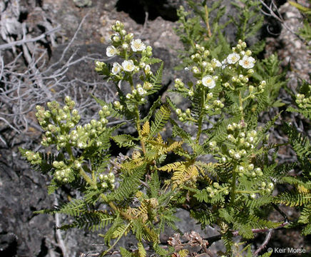 Chamaebatiaria millefolium (Torr.) Maxim. resmi